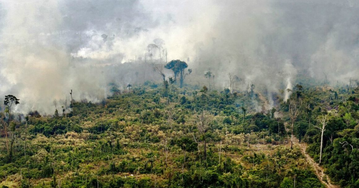 Papa Francesco: salvare la foresta amazzonica